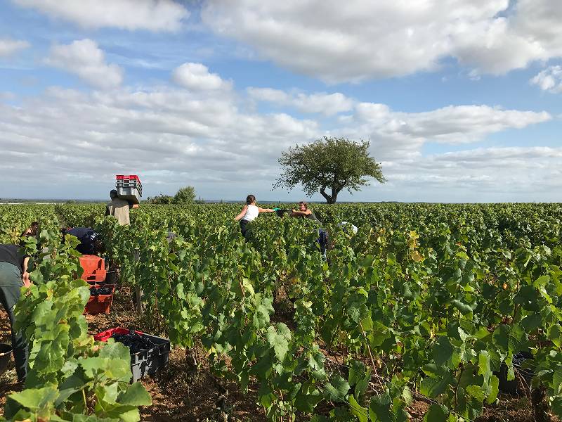 Vendanges 1